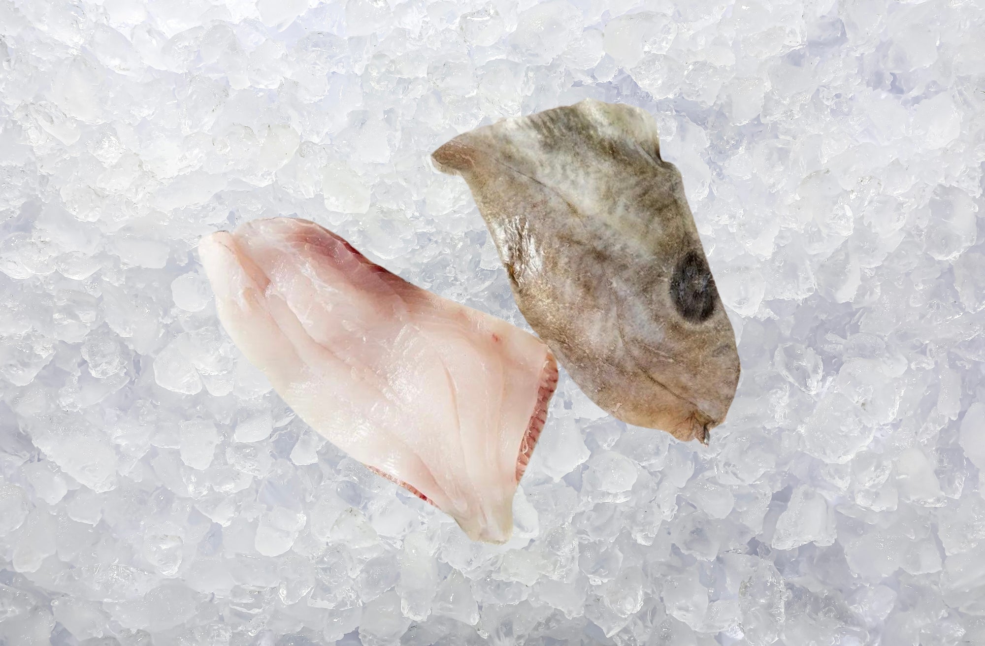 Fresh John Dory Fillet