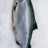 Christmas - Whole Mt.Cook King Salmon (3.8KG - 4KG)