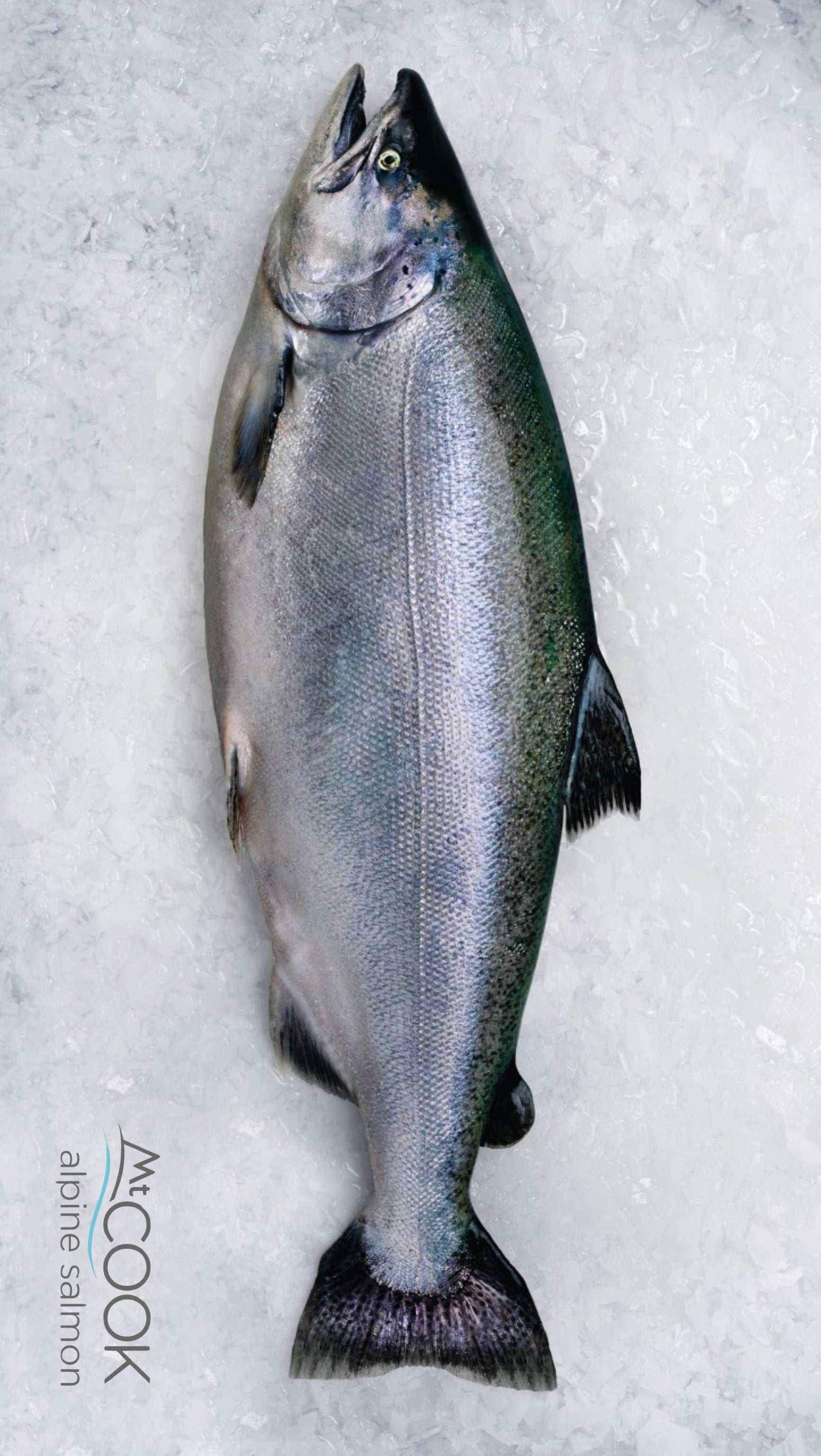Christmas - Whole Mt.Cook King Salmon (3.8KG - 4KG)