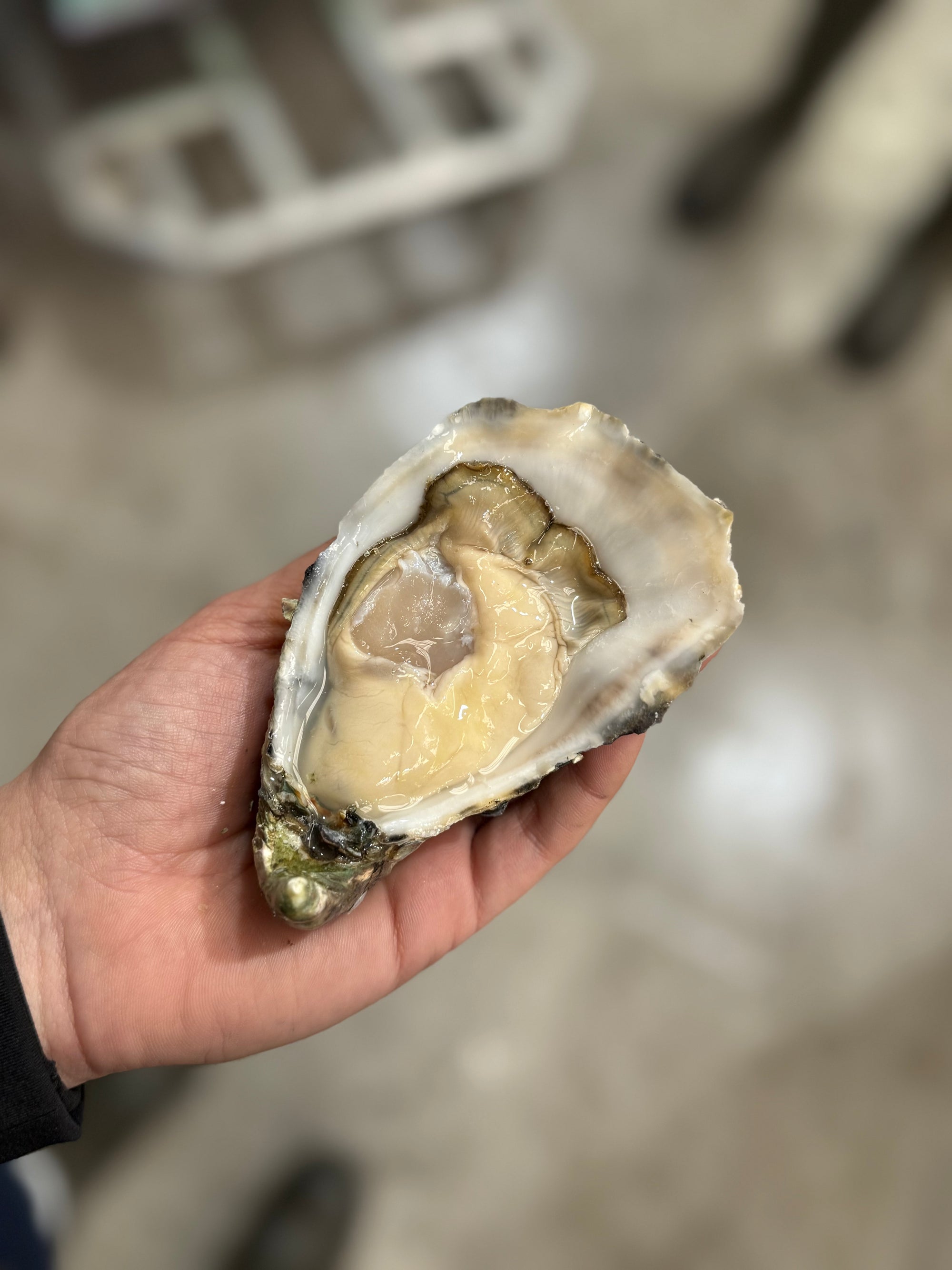 XXL Port Stephens Pacific Oyster