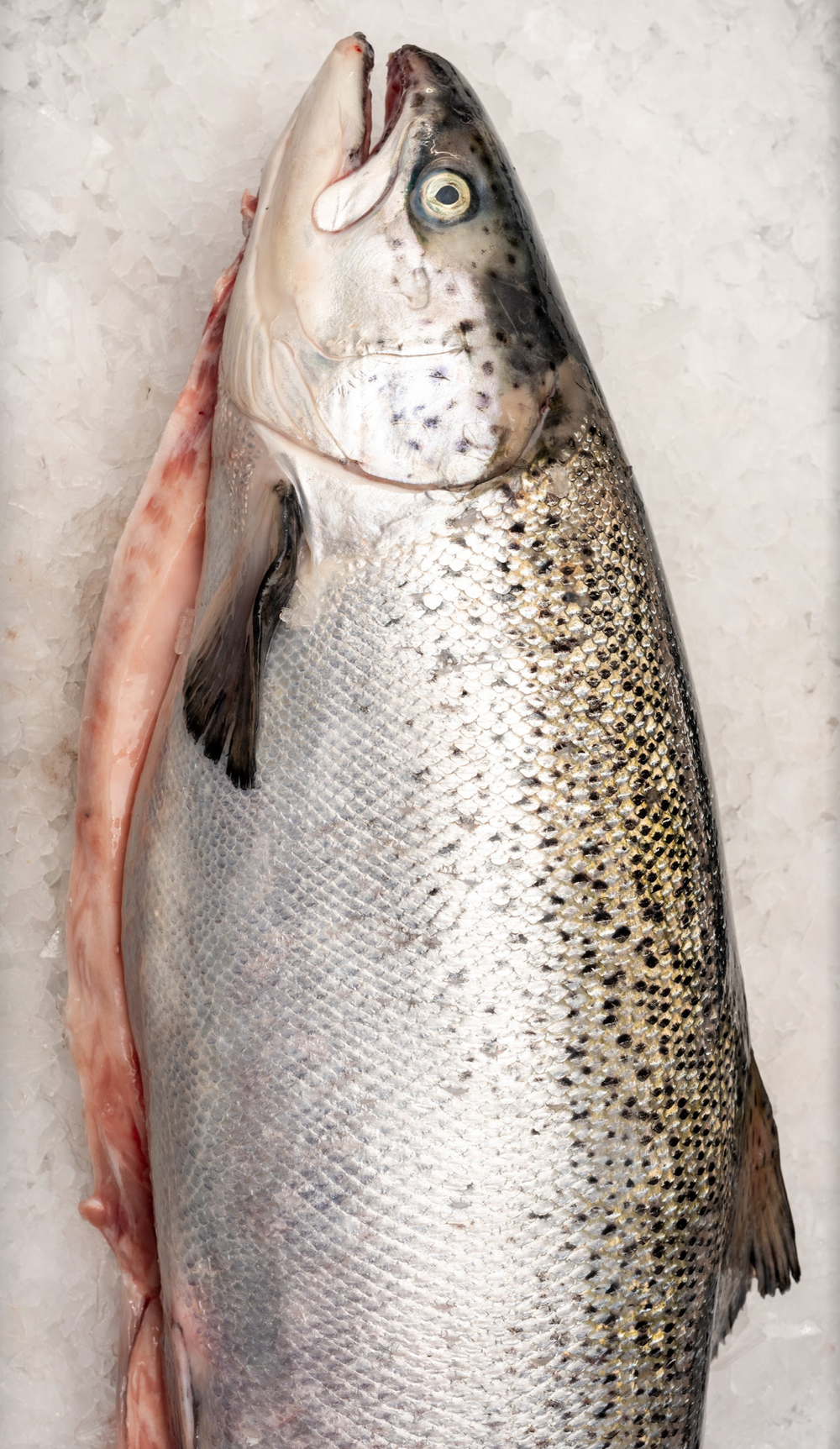 Easter - Whole Atlantic Salmon (4KG)