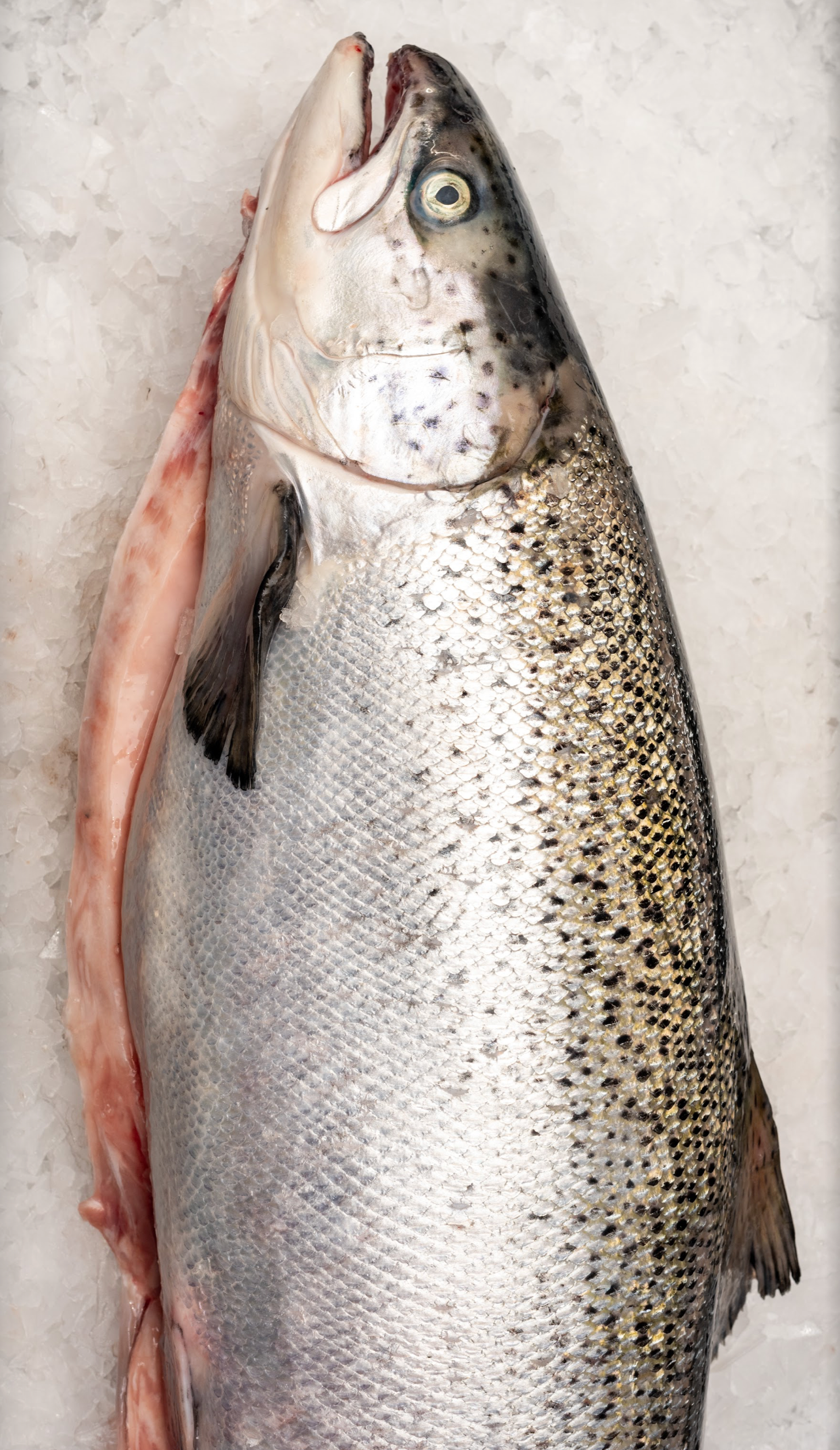 Christmas - Whole Tasmanian Atlantic Salmon (5 KG)