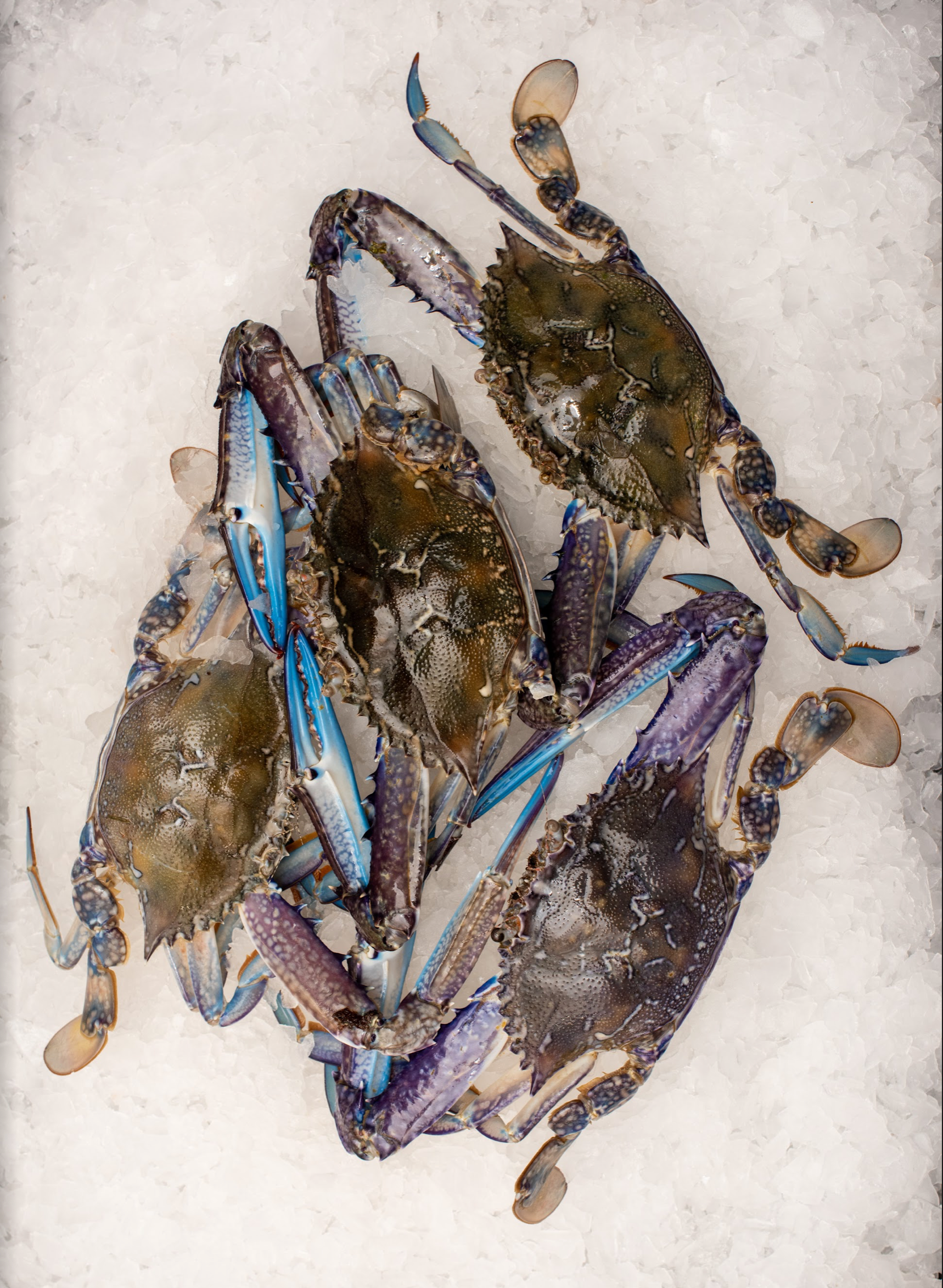 Christmas - Green Blue Swimmer Crab (1KG)