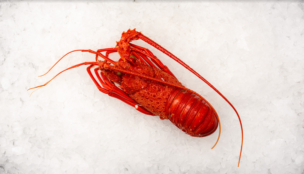 Christmas - Cooked Western Australian Lobster (500G)