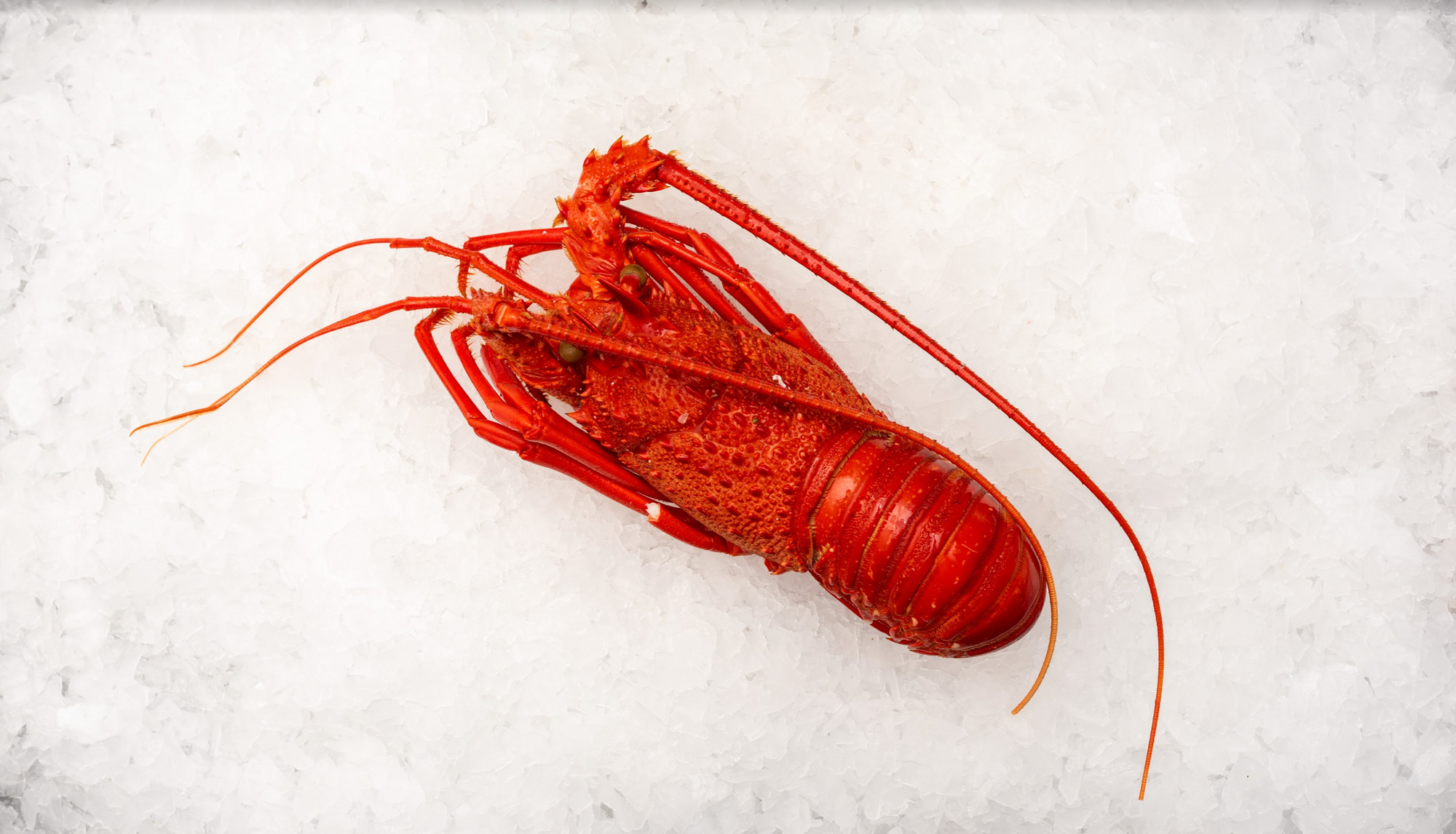 Christmas - Cooked Western Australian Lobster (500g)