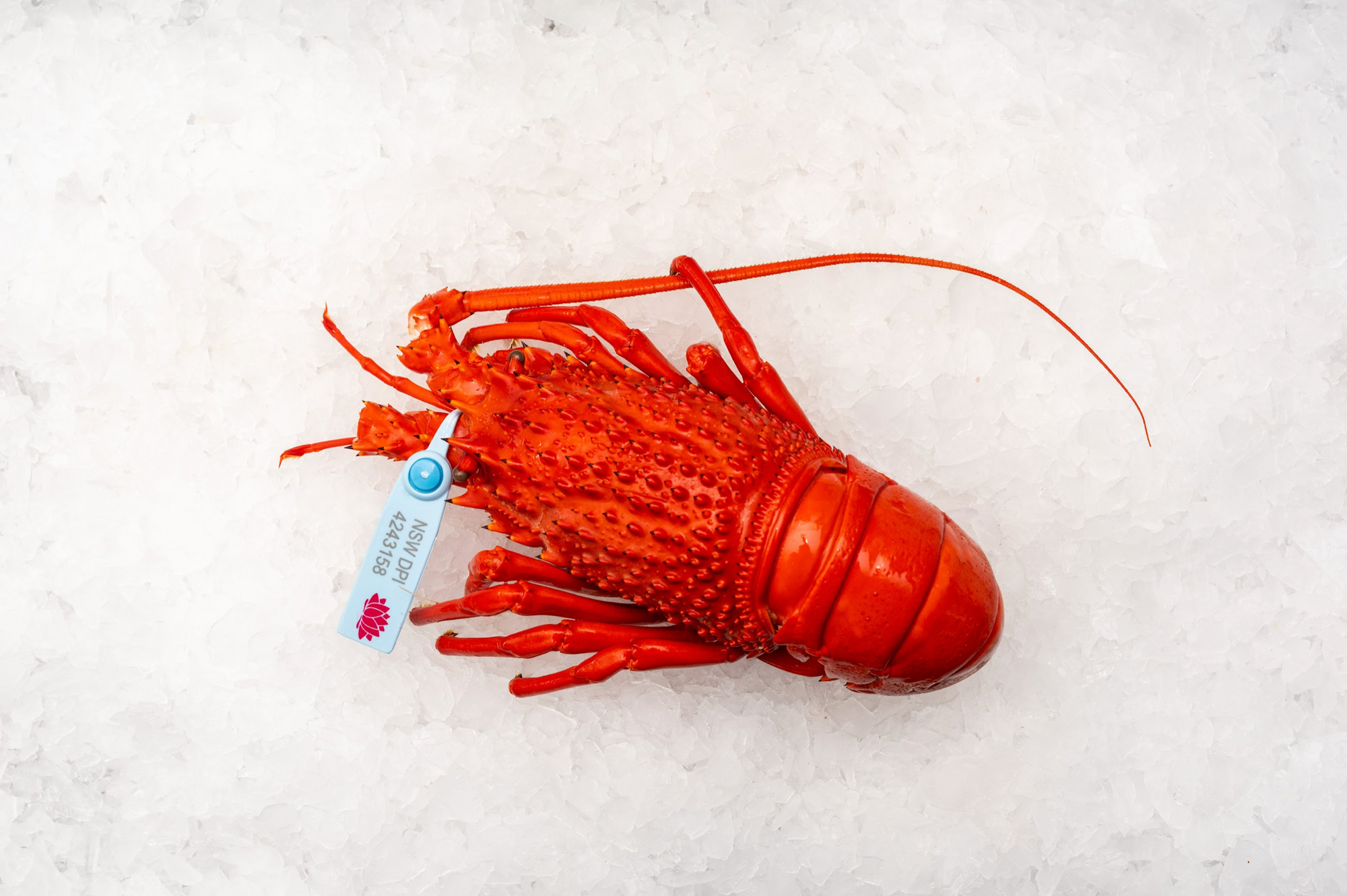 Christmas - Cooked Eastern Rock Lobster (800g)