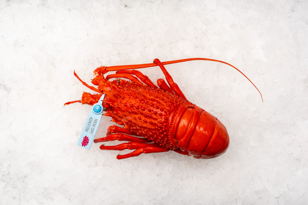 Christmas - Cooked Eastern Rock Lobster