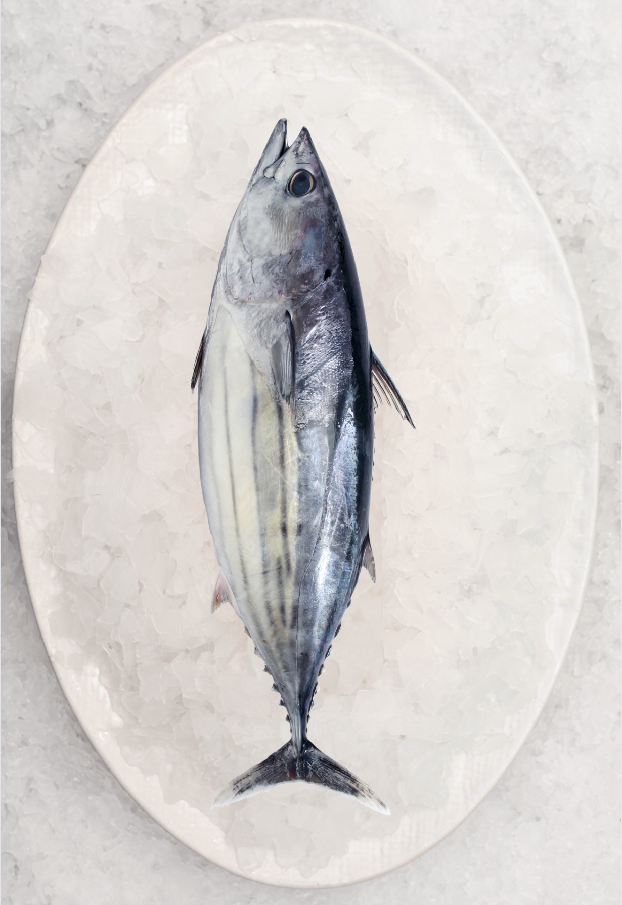 Christmas - Whole Bonito (1KG)