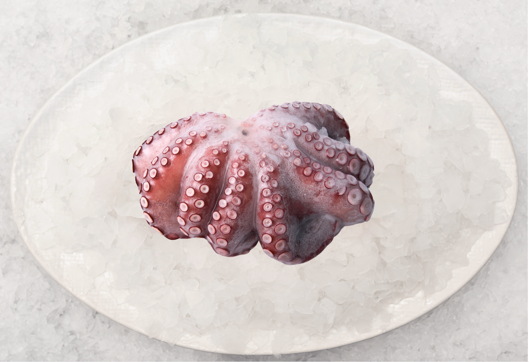 Christmas - Large Octopus (3KG)