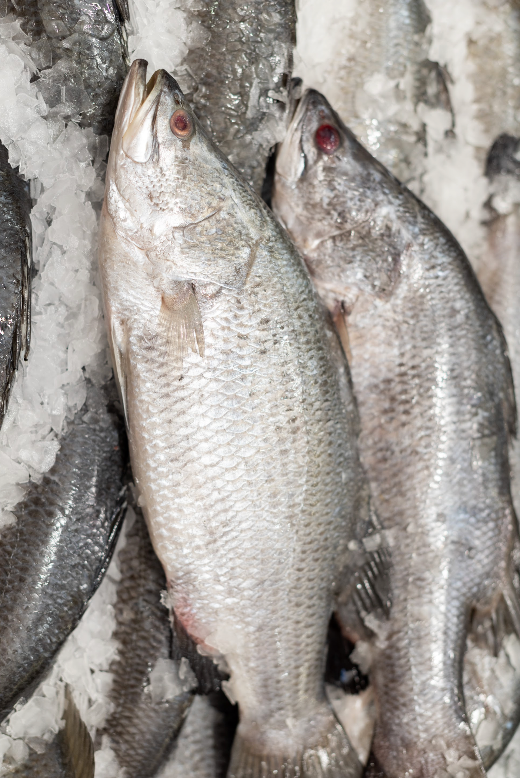 Christmas - Whole Barramundi (700g-800g)