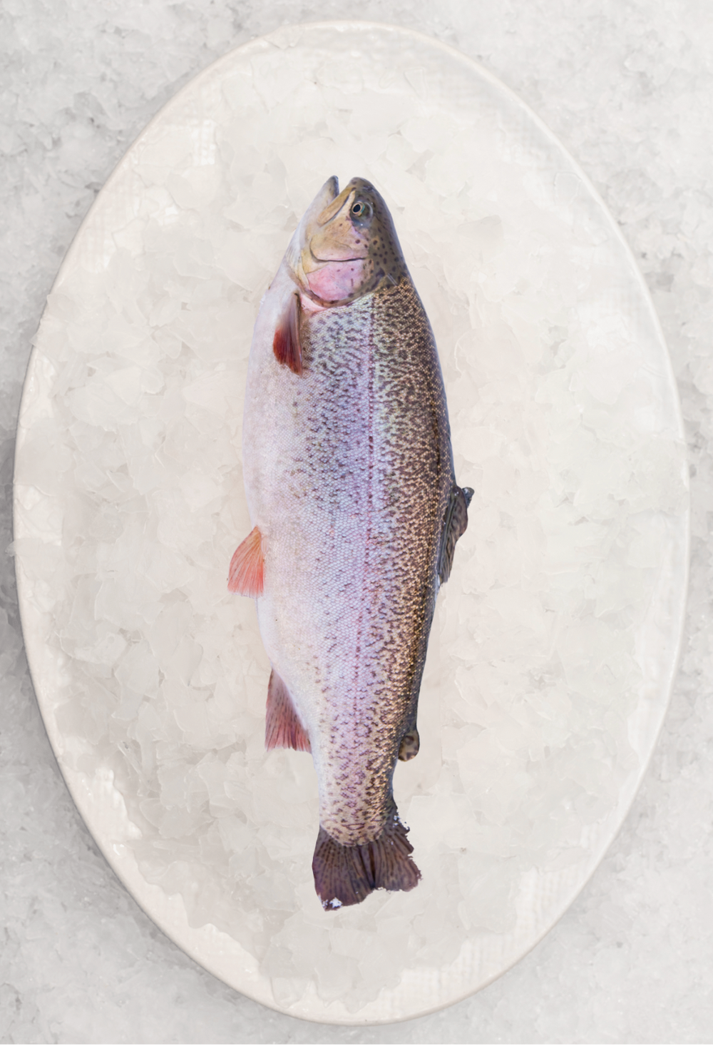 Easter - Whole Rainbow Trout (1KG)