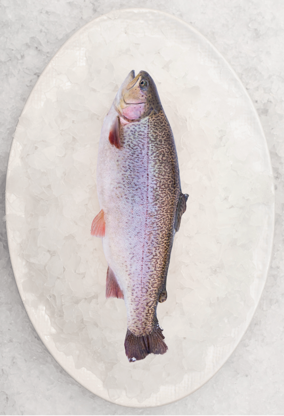 Christmas - Whole Rainbow Trout (1KG)