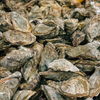 Christmas - Unshucked Sydney Rock Oysters (1 Dozen)