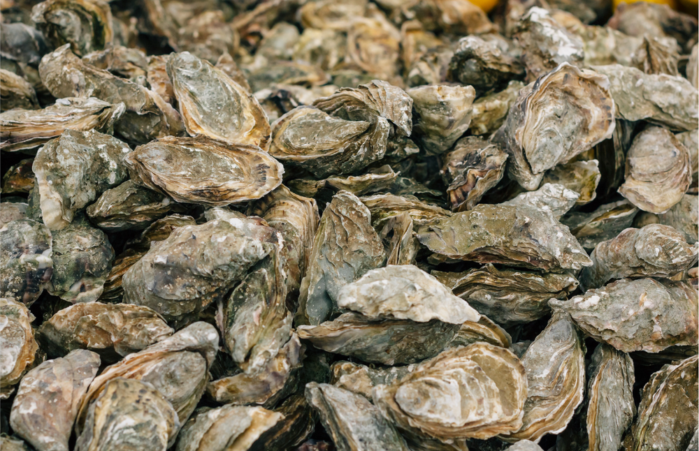 Christmas - Unshucked Sydney Rock Oysters (1 Dozen)