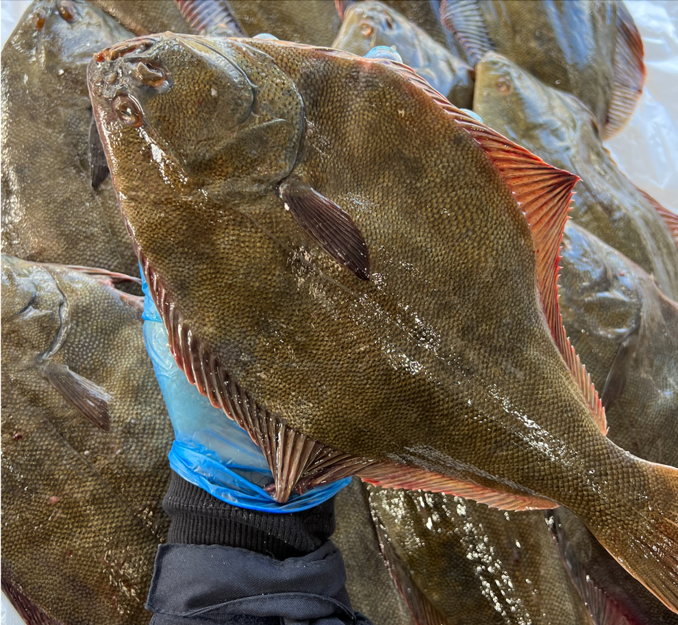 Yellow Belly Flounder (500g) Fishcut Seafood