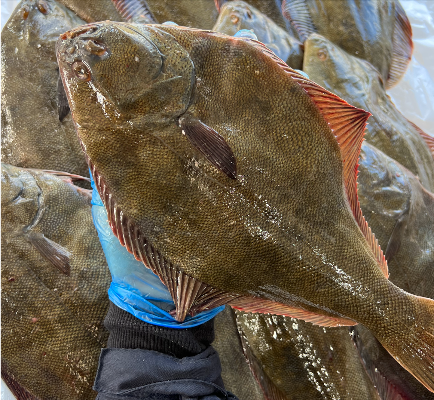 Yellow Belly Flounder (1KG)