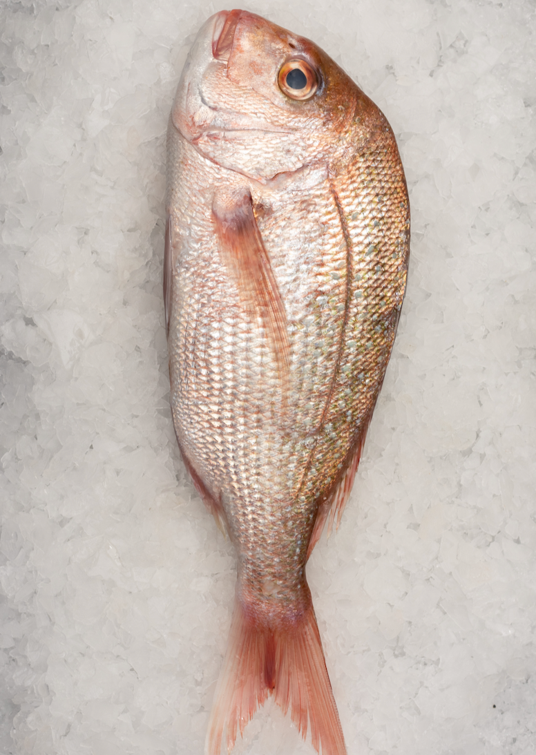 Whole Snapper (800-900g)