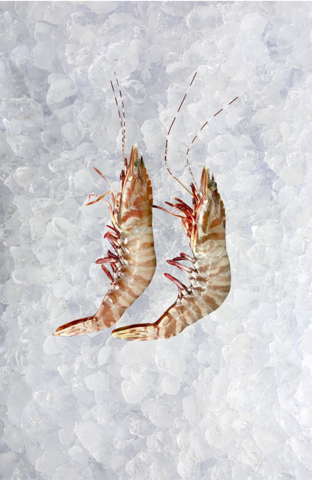 Christmas - Jumbo Green Sea Tiger Prawns (1.5KG Box)