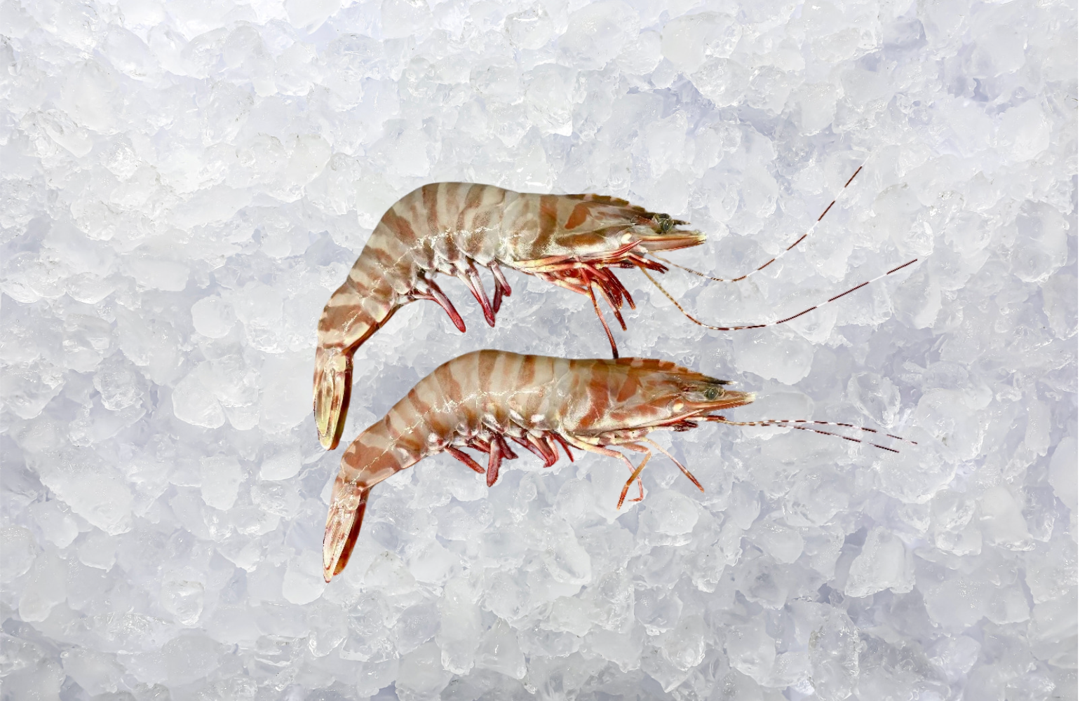 Jumbo Green Sea Tiger Prawns (1.5KG Box)