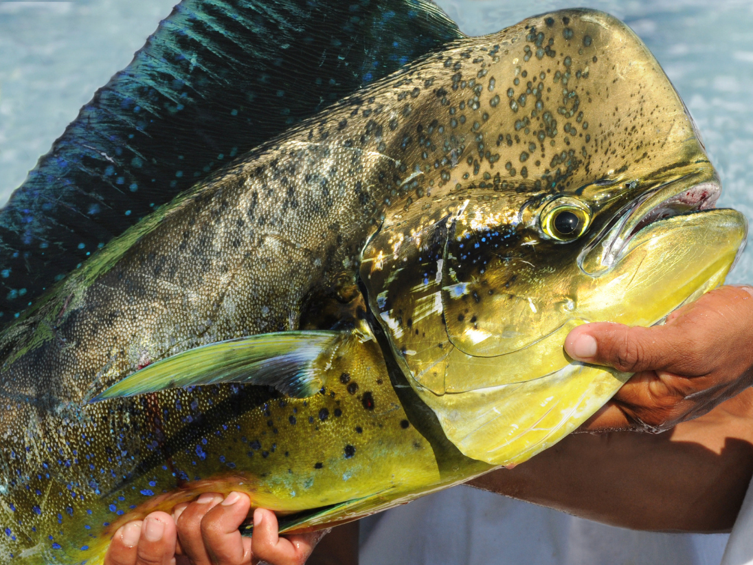 Dubbo's home of Fresh Seafood. Fishcut Seafood