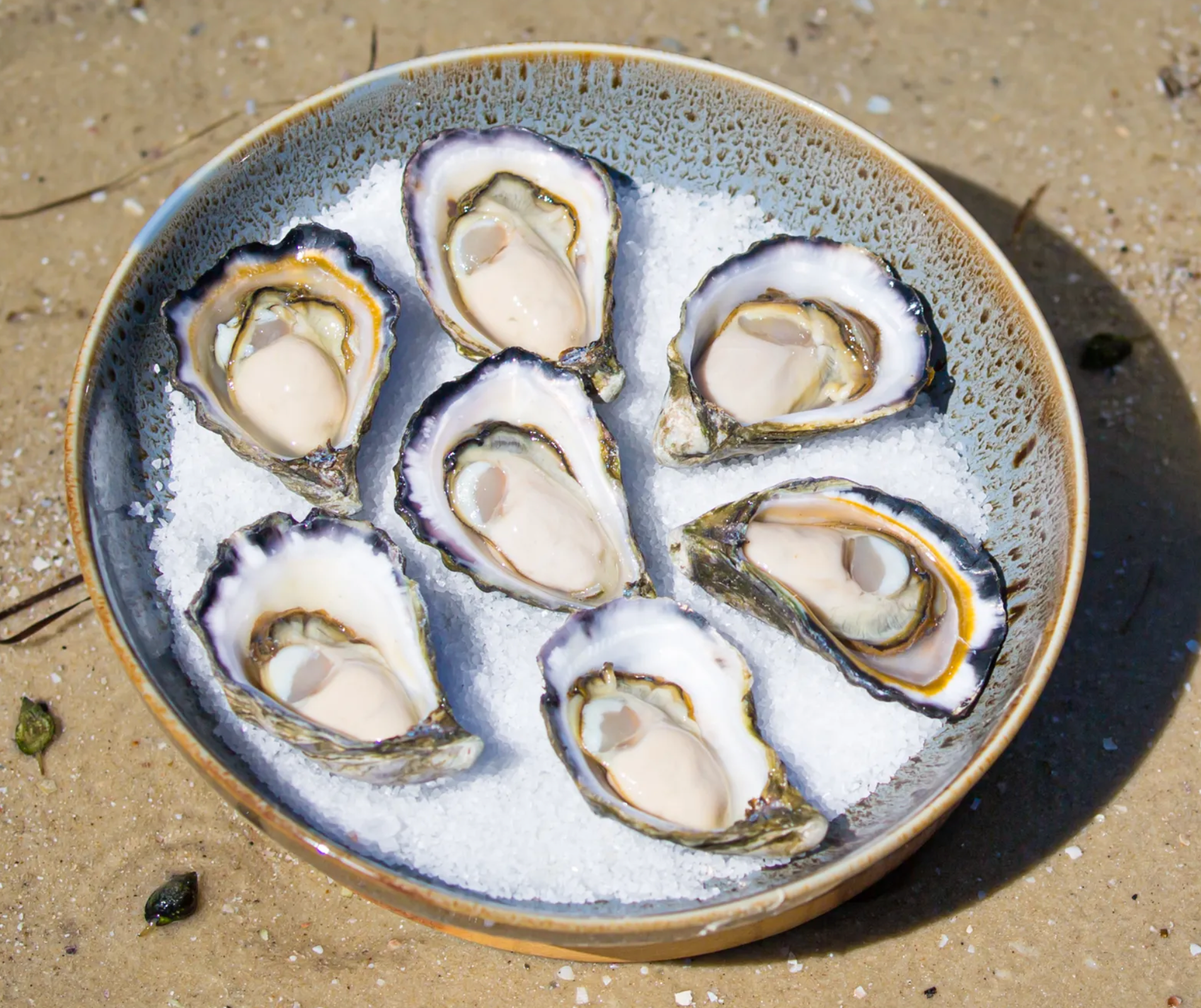 Large Albany Rock Oysters