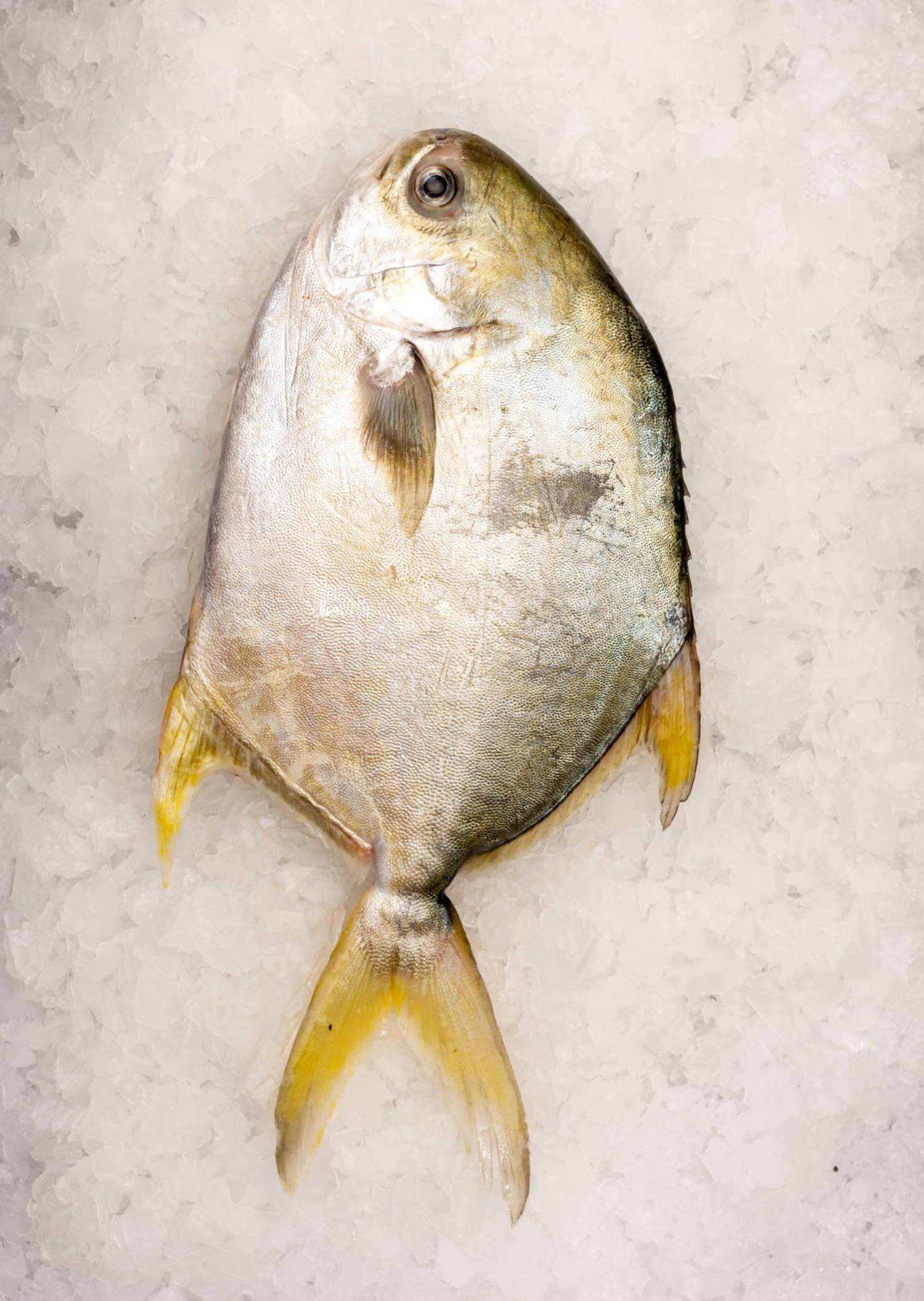 Golden Pomfret