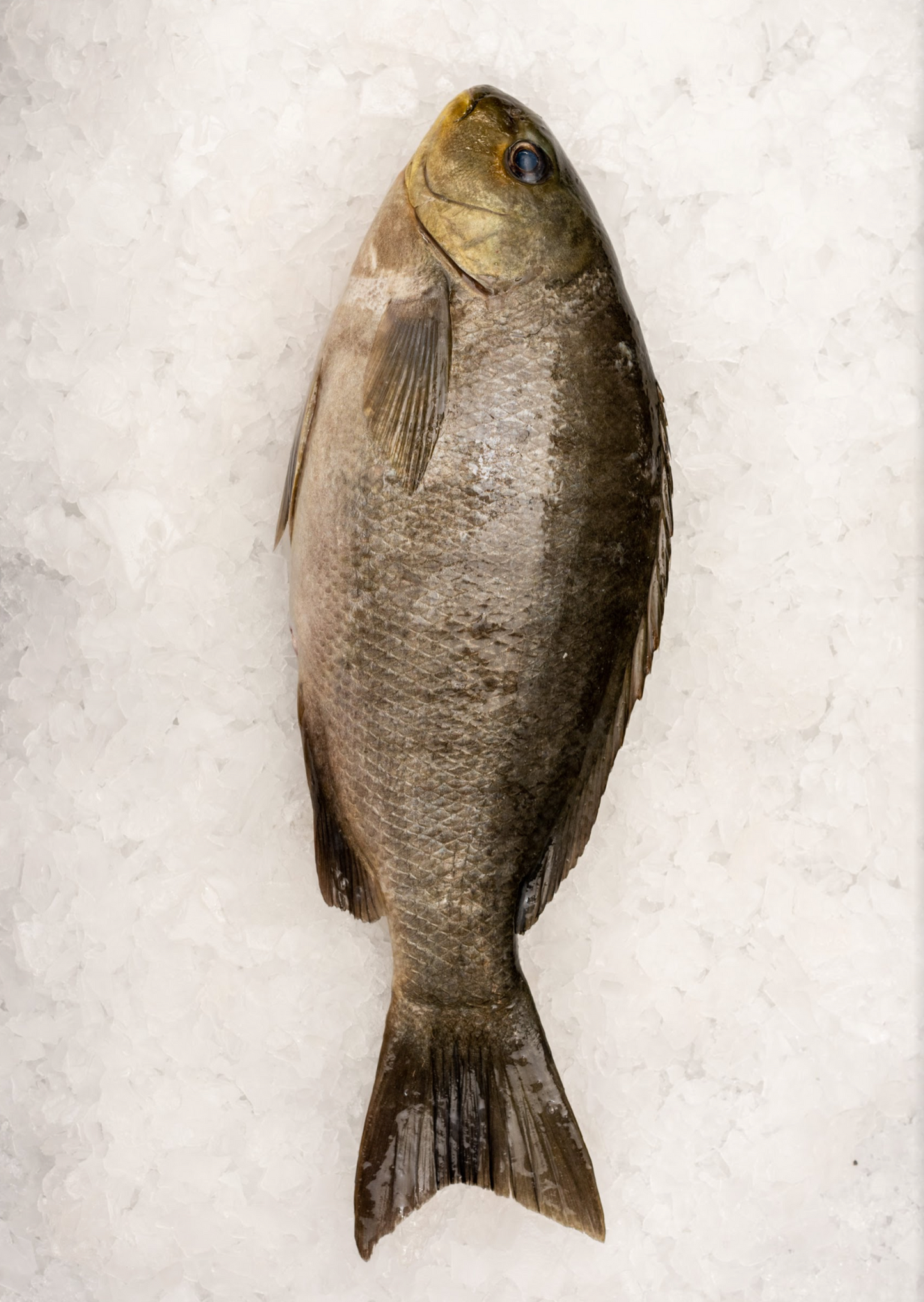 Best Fish Fishcut Seafood