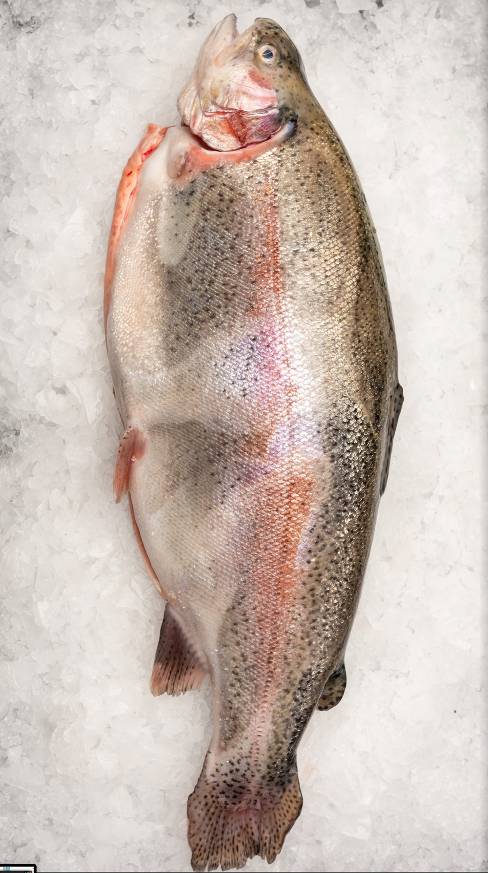 Easter - Whole Ocean Trout (2KG)