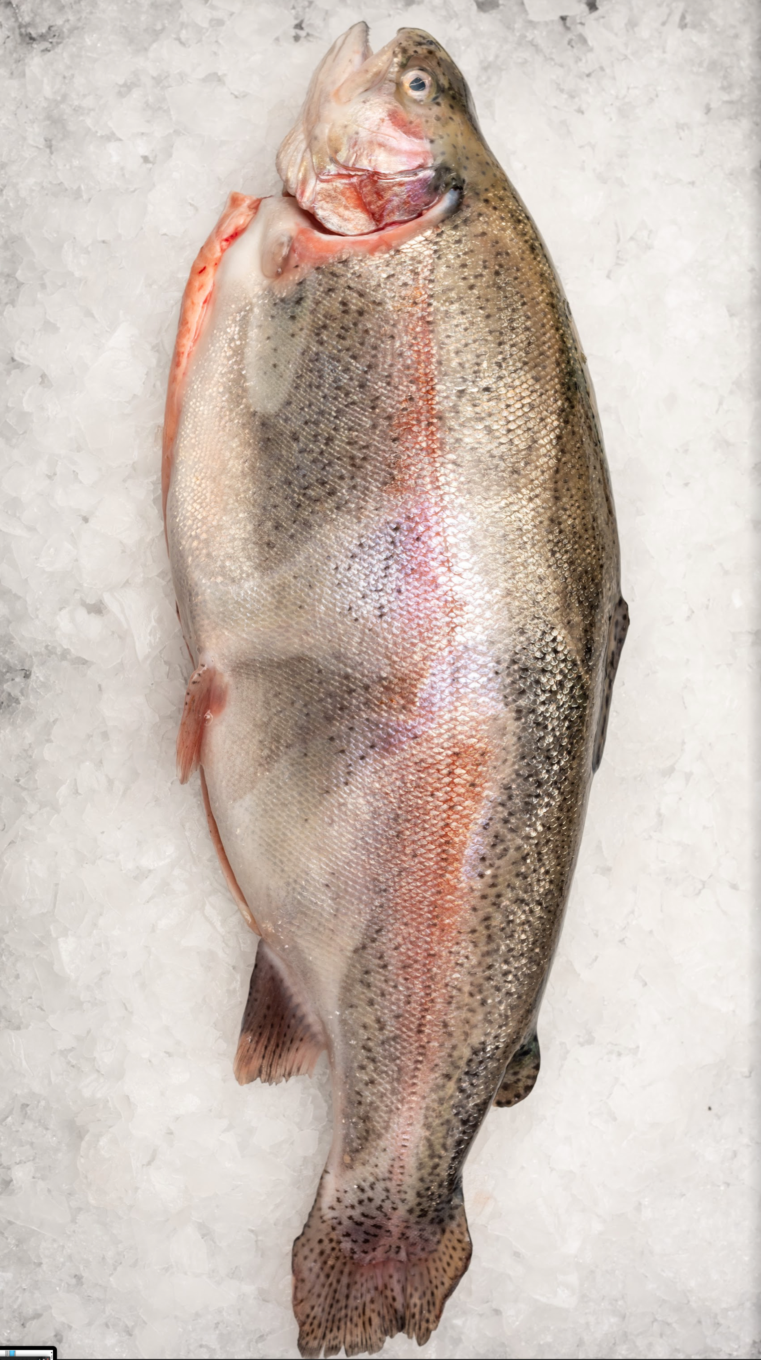 Christmas - Whole Ocean Trout (1.5-2KG)