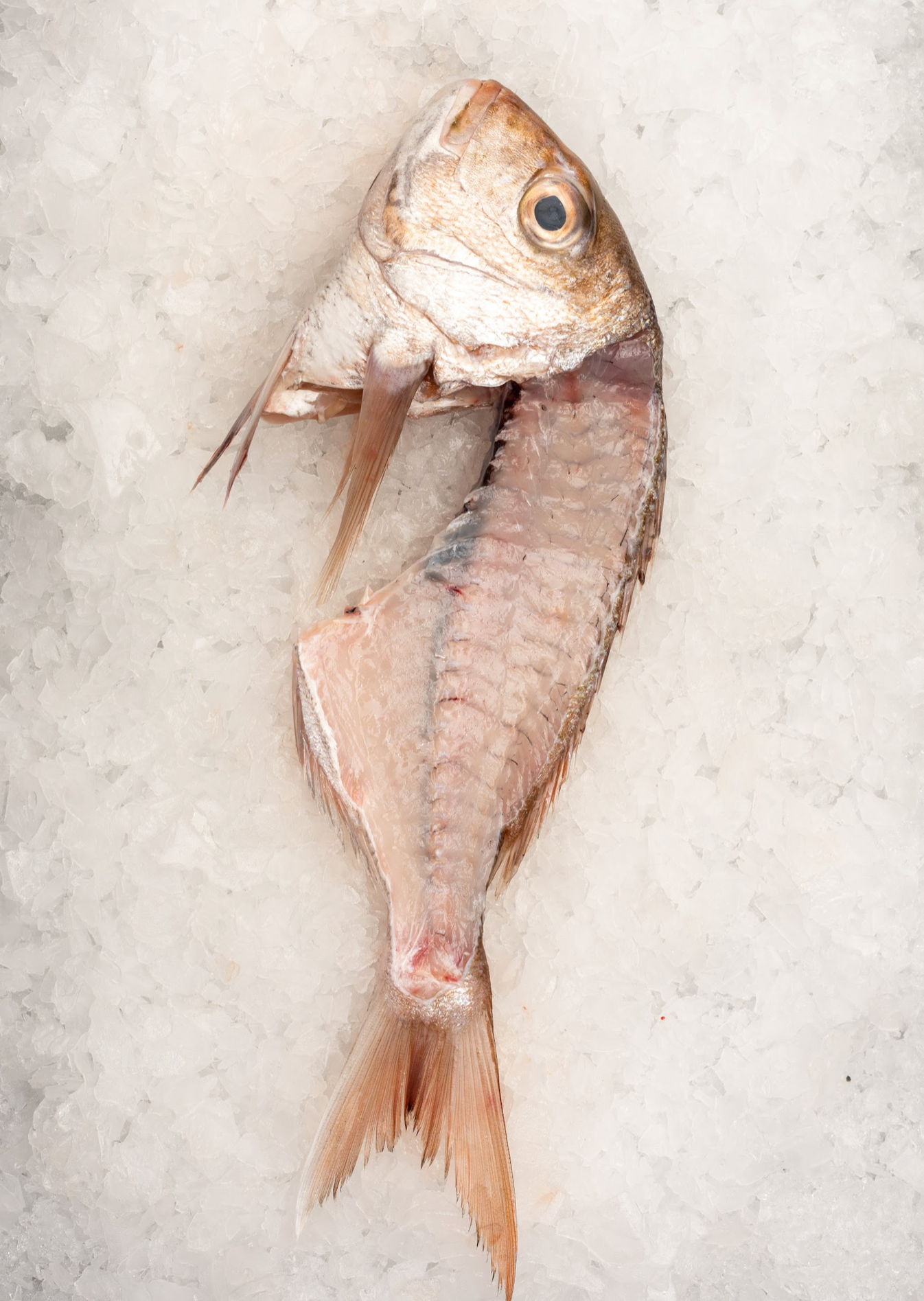 Best Fish Fishcut Seafood