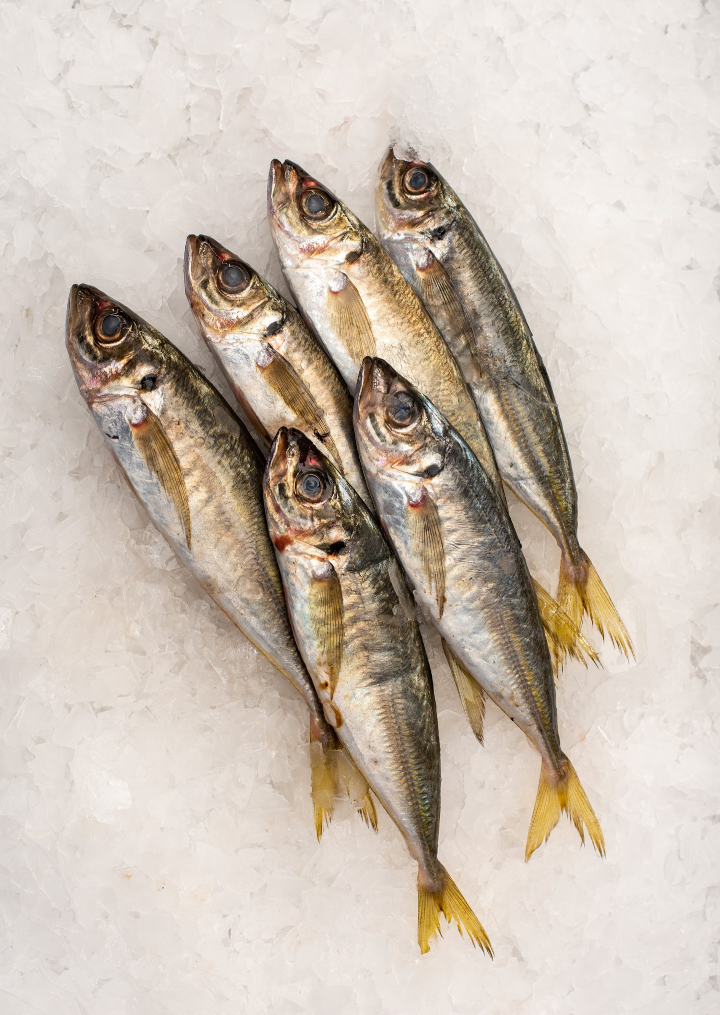 Best Fish Fishcut Seafood