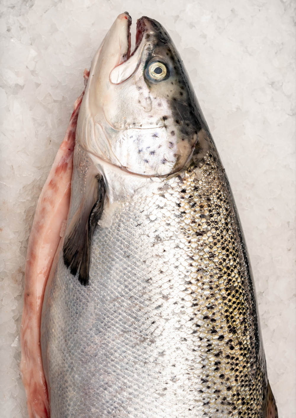 Aquna Murray Cod Fillets – Fishcut Seafood