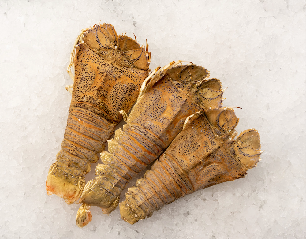 Christmas - Green Large Moreton Bay Bug (500g)