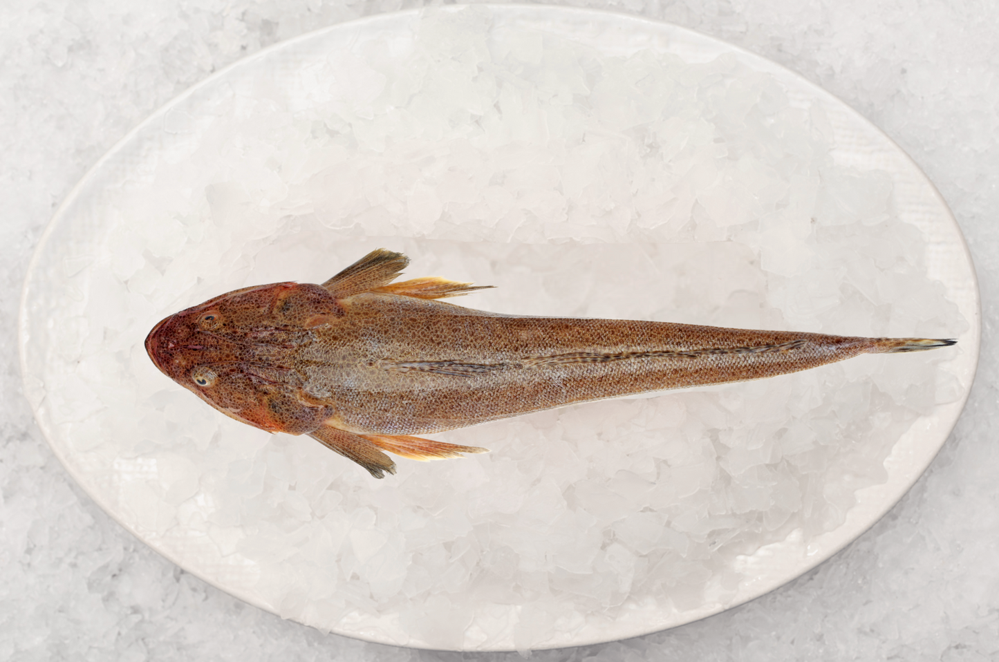 Best Fish Fishcut Seafood