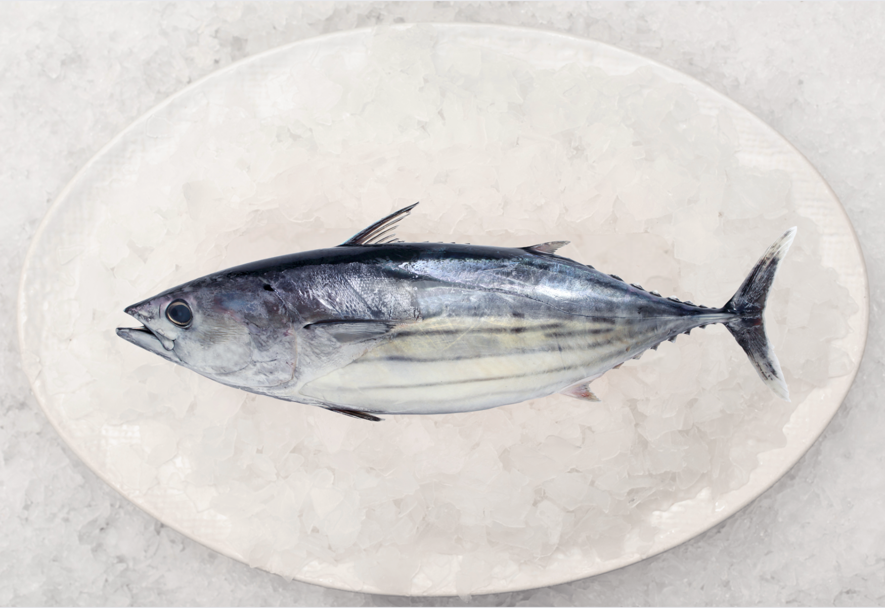 Bonito (1KG)