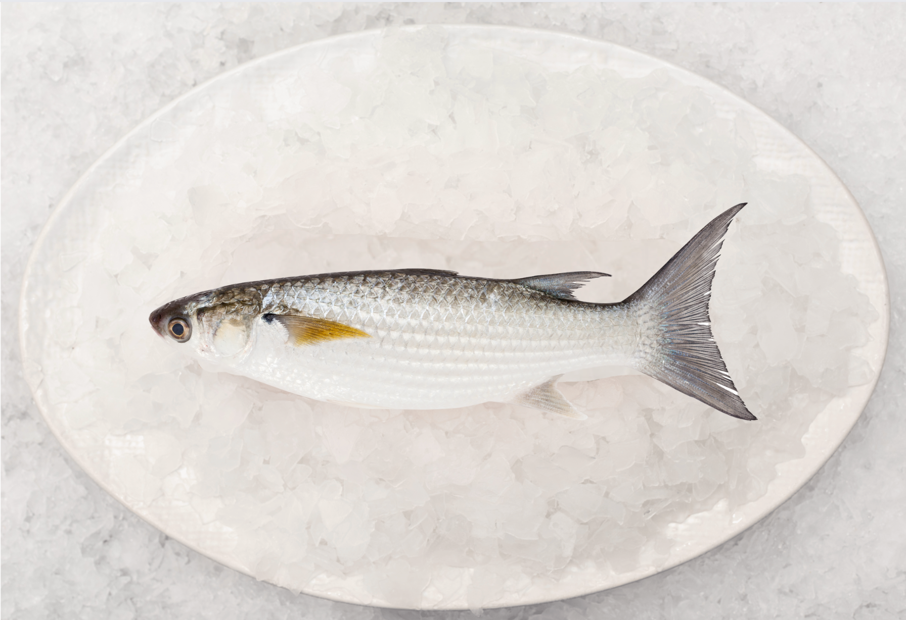 Best Fish – Fishcut Seafood
