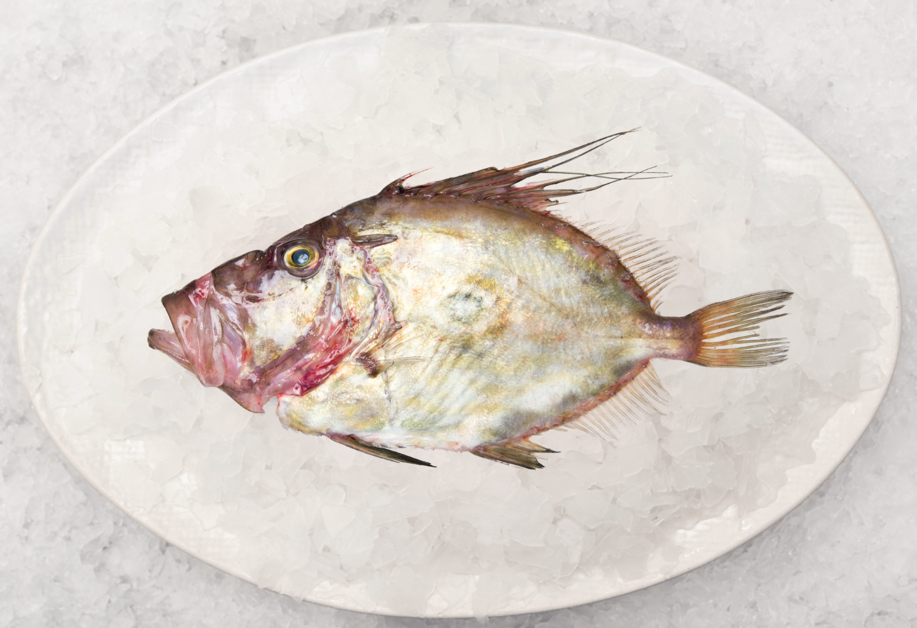 John Dory