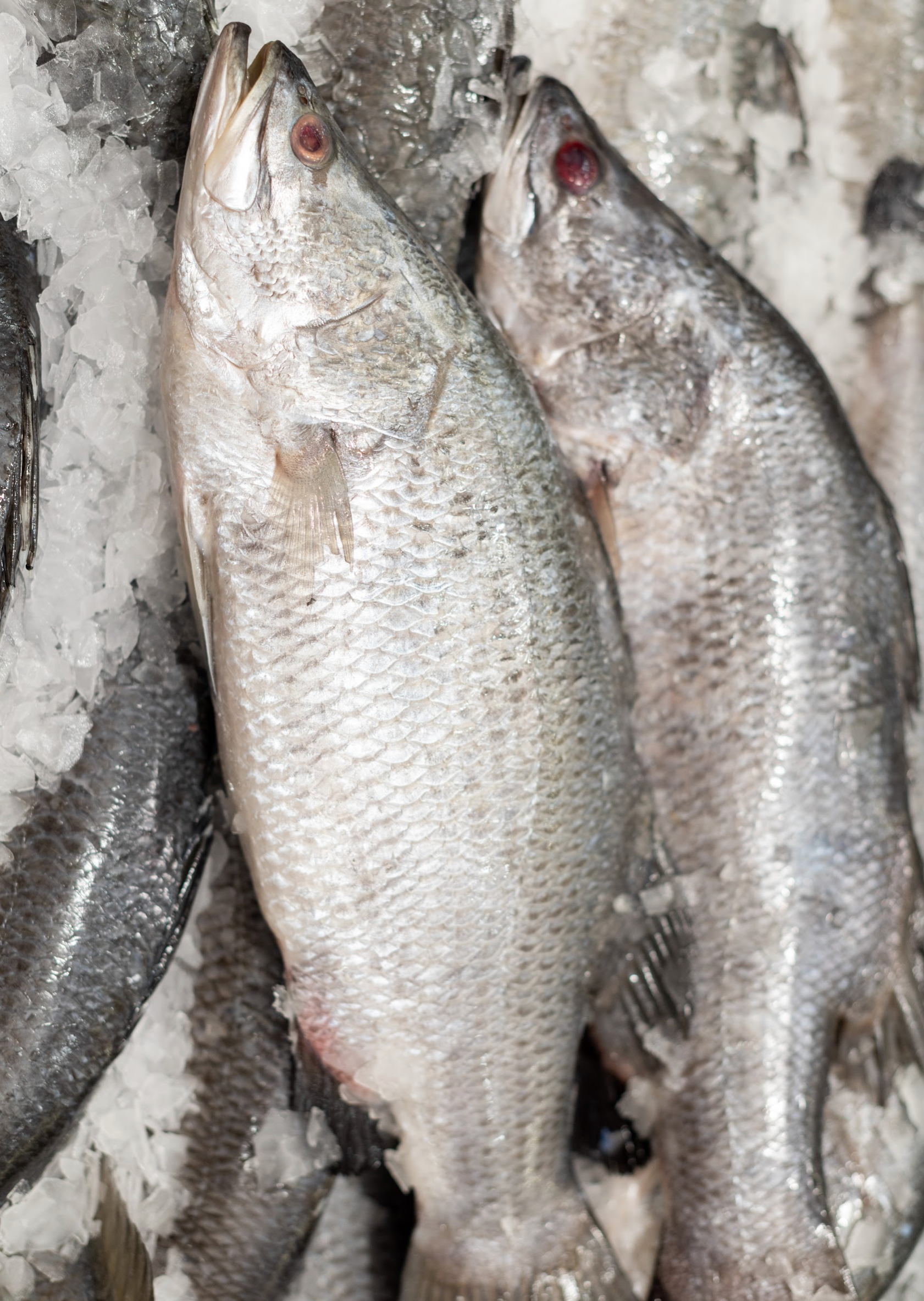 Barramundi (500-600g)