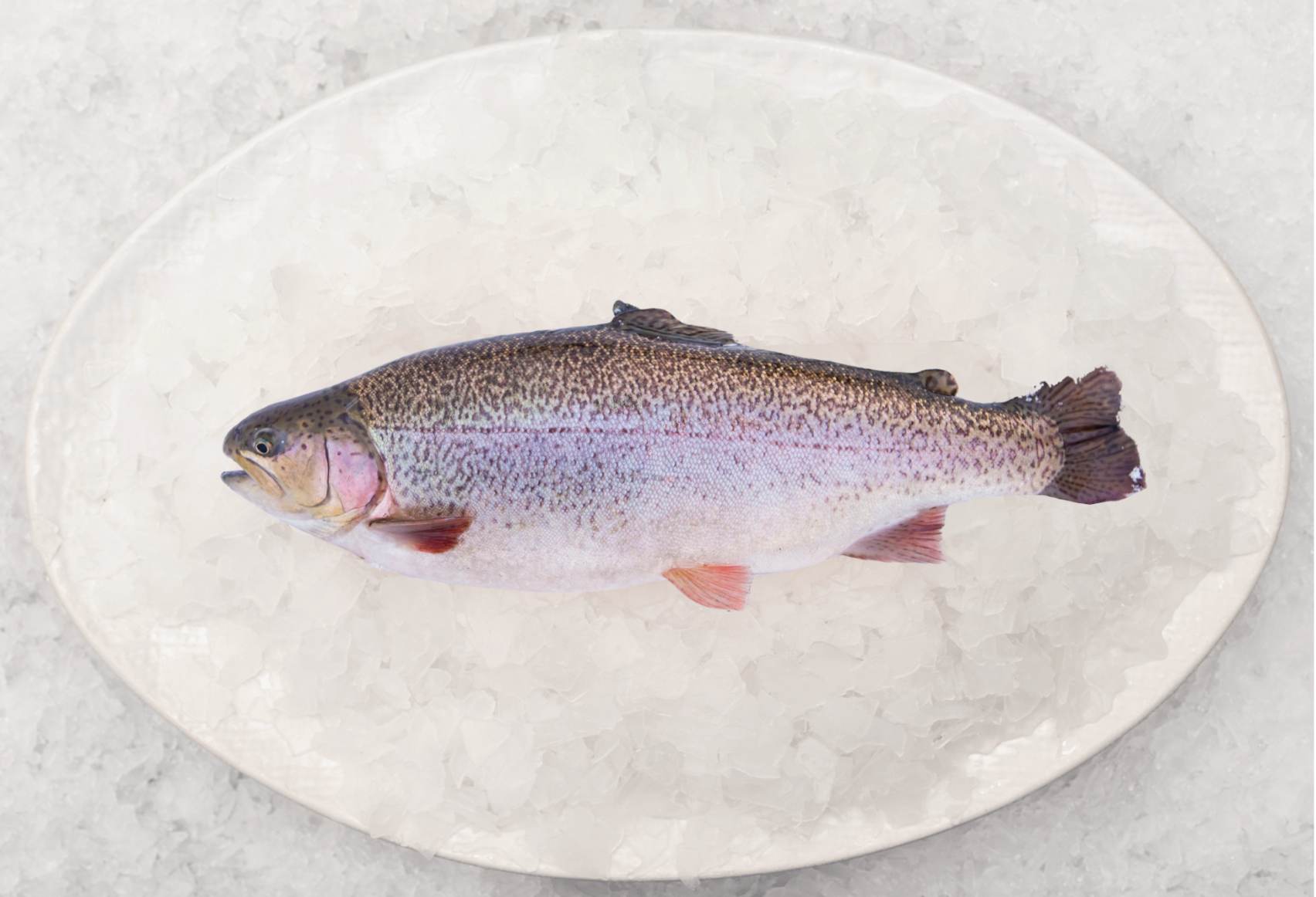 Rainbow Trout