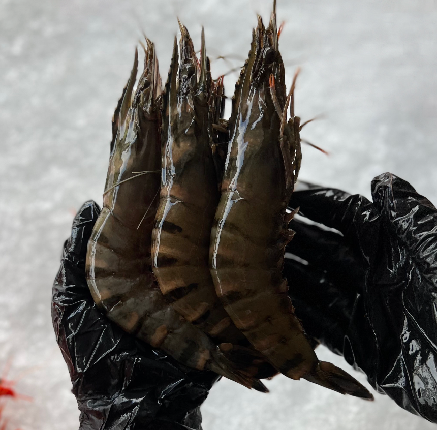 Jumbo Green Ocean Tiger Prawns (500gr)