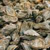 Unshucked Sydney Rock Oysters