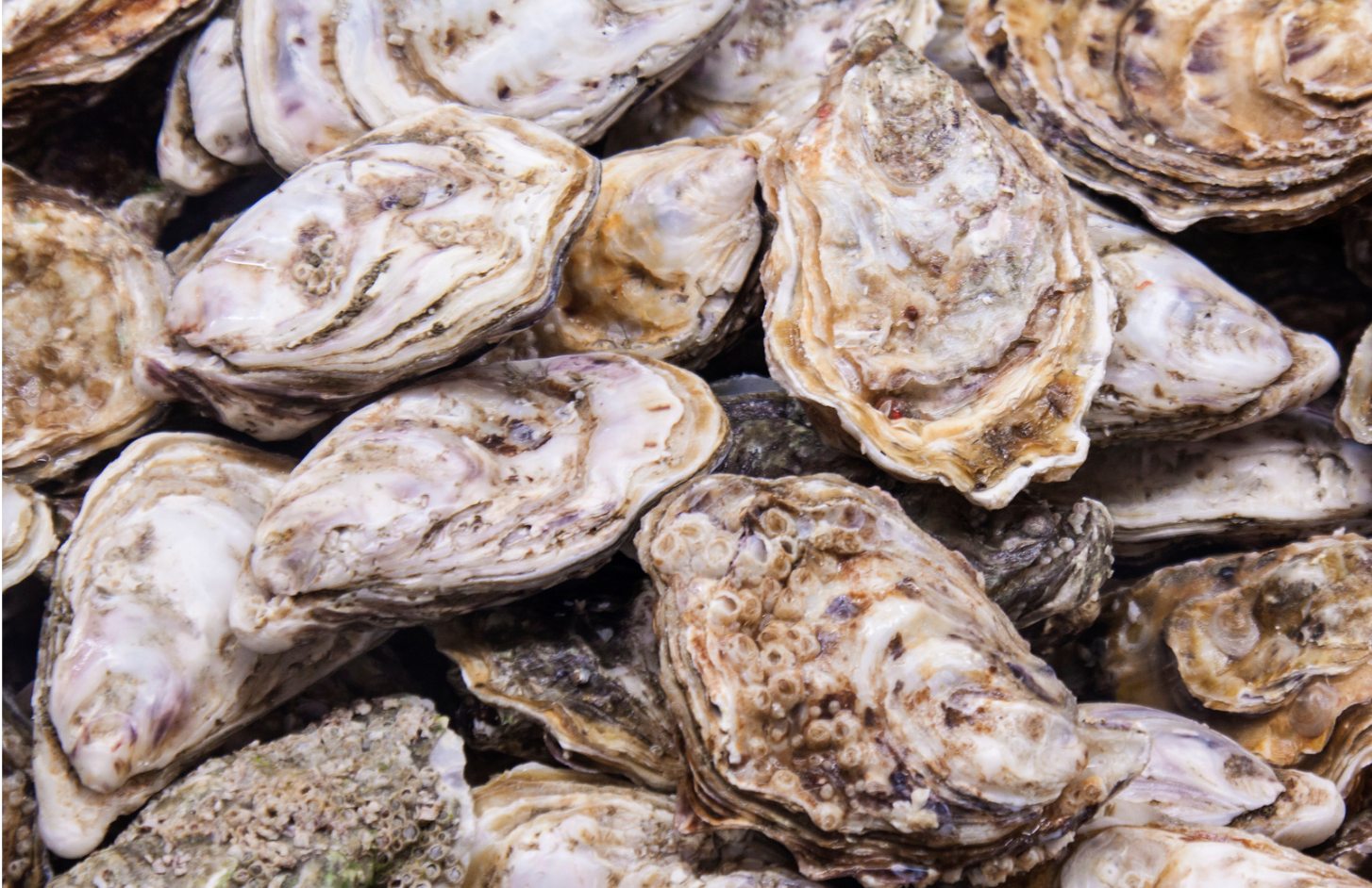 Unshucked Pacific Oysters